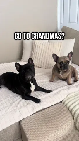 Frenchie Grandma love❤️ #frenchie #frenchiesoftiktok #frenchbulldog #grandma #doggrandma #grandmasoftiktok #granddog #grandmashouse #dog #dogsoftiktok #fyp 
