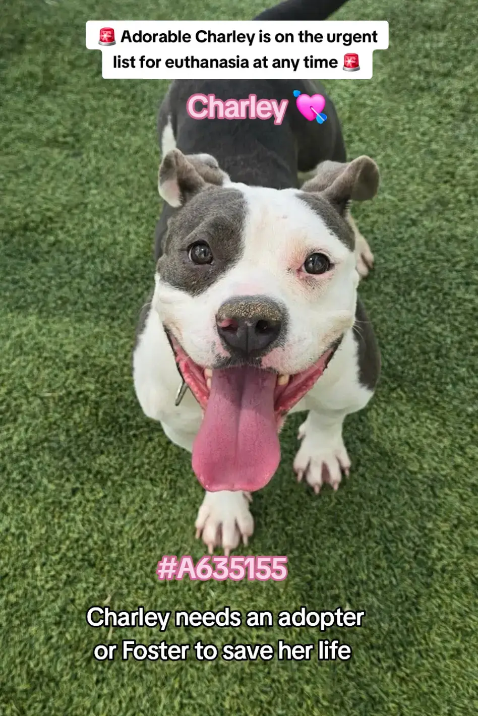 🚨 Charley is on the urgent list for euthanasia ☠️ at any time ⏰️ at harris County Pet's in Houston TX. Charley needs to be adopted or fostered to save her precious life ‼️ Name. Charley  ID #A635155  OUT OF STATE ADOPTION IS POSSIBLE.  Please apply @savinghoustonspets.  Please message me if you have any questions.  📍Address  Harris County Pet's shelter.  612 Canino Rd in Houston TX.  #adopt #foster #rescue #fosteringsaveslives #houston #adoptdontshop #savealife #shareifyoucare #fyp #dogsoftiktok #resuedogarmy 