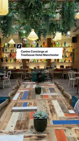 Our canine concierge recommends for you to check out Treehouse Hotel Manchester.🐾🌳 #narrator #petfriendlyhotels #manchester #wheretostayinmanchester #colorfuldecor  
