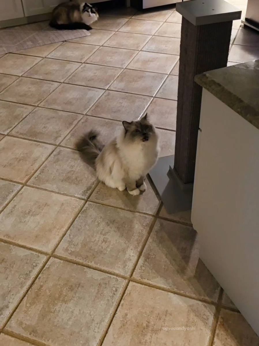 When your cat has a whole story to tell you after being apart for 5 mins