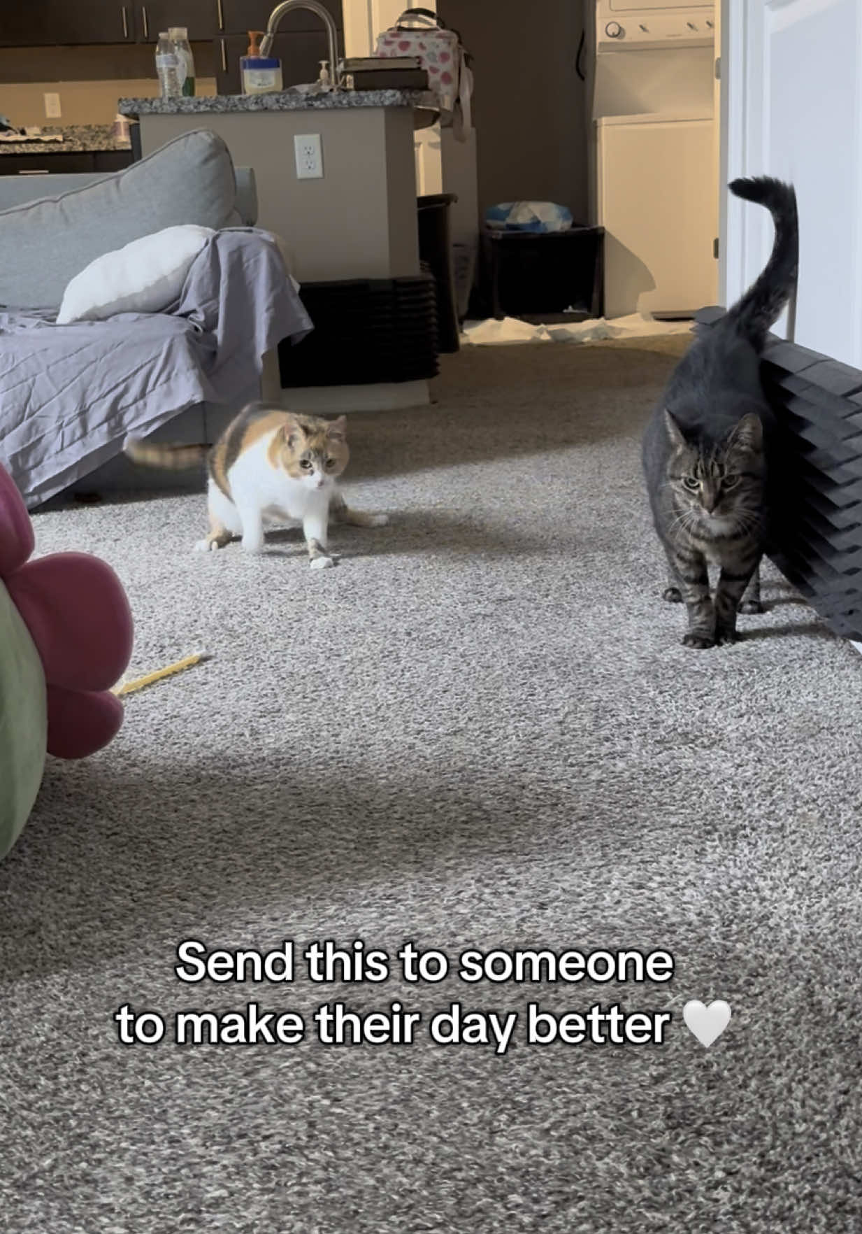 They always make mine better🥹🤍 #wobblycat #cerebellarhypoplasia #calicocat #calico #tabbycat #tabby #cutecats #cute #cats #catsoftiktok #besties #foryoupage #fyp 