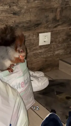 Ч2 РОЗПАКОВКА😅#globalrecommendations #squirrels #розпаковка 