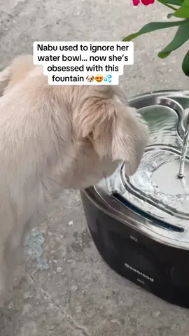 Nabu used to avoid drinking water, especially at night. But ever since I set up this quiet little fountain, she’s been sipping all day! It’s stainless steel, has an LED refill alert, and even switches modes depending on her mood. Total pet-parent win! #catwaterfountain #petwaterfountain #geoorood #dogsoftiktok #catsoftiktok #tiktokshop #dealsforyoudays #petlife #cozyvibes #getitbeforeitsgone