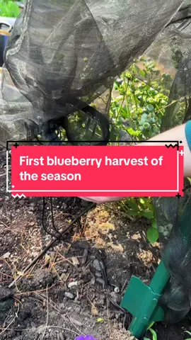 Replying to @Veronica Marie Ciodyk come harvest my garden with me! Can’t believe how much I harvested! 😉 #gardenhumor #gardening #gardenharvest #growingfruit #backyardgarden #cottagecore 