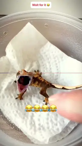 Try not to laugh 😂😂😂 #voiceover #catsoftiktok #dogsoftiktok #PetsOfTikTok #fouryou 