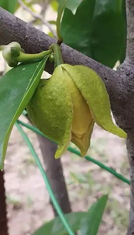 BAJA KHAS UNTUK POKOK MANGGA, TIDAK PERLU TABUR BANYAK TETAPI KERAP, PASTIKAN TANAH LEMBAB. #mangga #baja #pertanian #gengkebun 