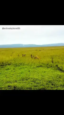 #lion #hyena #wildlife #nature #viral #fy #foryoupage 