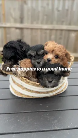 Free to a good home #yorkshire #yorkie #breeder #yorkiesofinstagram #triplets #yorkiemom #explore #fyb ##yorkiesofhouston #yorkiesoftampa #yorkiesofalabama #reels #teacuppuppies #teacupyorkies #fypシ #puppiesofinstagram #puppy #photo #badassbreeder #yorkiesatl #georgiayorkies #yorkiesofinsta 