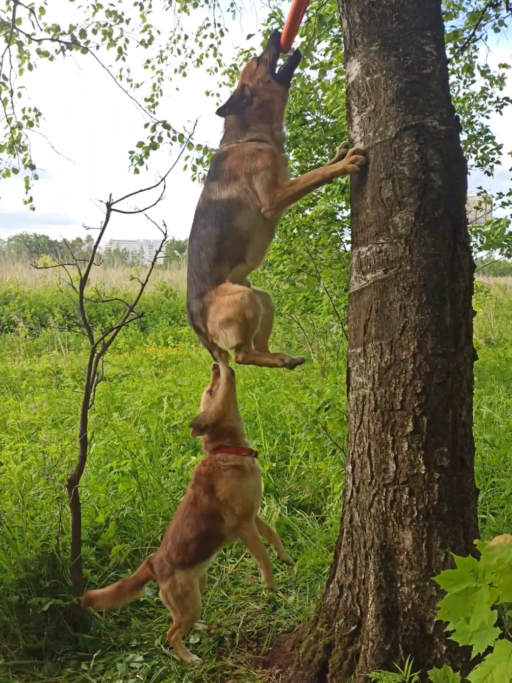 #кинология #dogsoftiktok #собака #germanshepherd #кинолог #k9 #догблогер #догток #dogtok #малинуа #немецкаяовчарка #dog #dogtok 