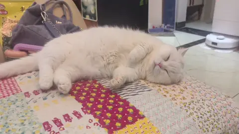为了证明它是真的睡着了+尾巴都快摇断了😂#聪明小猫+#猫咪的迷惑行为+#记录猫咪日常