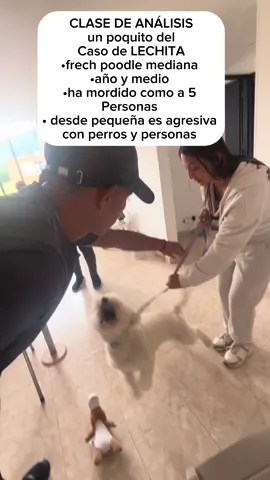 IG: _loyaldog Mañana 04 de julio subo el análisis completo en mi Instagram, el link arribita 👆🏻 #LIVEIncentiveProgram #LIVERewards #PaidPartnership #entrenamientocanino #DogTraining #dogs #perrofeliz #cajica #viral #viralreel 