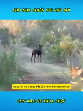 Chó nhà chiến với chó sói con nào sẽ thua cuộc  #vuive #haihuoc #giaitri #thinhhanh #xuhuongtiktok #xuhuong #tiktokviral #trend #viraltiktok #viralvideo #trending #tiktok #viral 