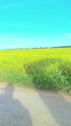 Mặt nạ phòng chống độc bảo hộ lao động cho anh chị xịt thuốc phát cỏ hàn tiện tiếp xúc với bụi bẩn #matnaAcrylic #matnabaovesuckhoe #xh #xuhuongtiktok@Lượm Nguyễn @Lượm Nguyễn @Lượm Nguyễn 
