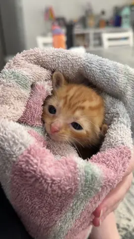 First day with the baby! He says hi 🥹 #catsoftiktok #orangecat #orangekitten #kittenrescue #bottlebabykitten 