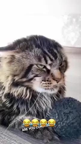 Try not to laugh : Animals Edition 🤣🤣🤣 #dogsoftiktok #PetsOfTikTok #voiceover #catsoftiktok 