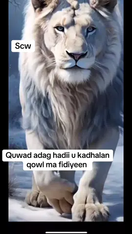 #somalitiktok #somalitiktok12 #foryou #foryoupage #muqdishotiktok #Owcabdalle #owqudub🇾🇪🇾🇪🇾🇪🇾🇪 #sheekhaalnimo🇾🇪🇾🇪🇾🇪🇾🇪🇾🇪🇾🇪 @Queen OF Kaxda🥀♥️🇾🇪🇬🇧 @Su Su Binto Axmed ❤️🇾🇪🇸🇴📿 @kheyrjecel🧕❣️ @57 @halGaad🥷✪ @Mudu 🦾❤️🙏 @samaale.🇸🇴 