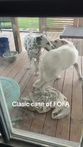 He’s just a puppy 😂