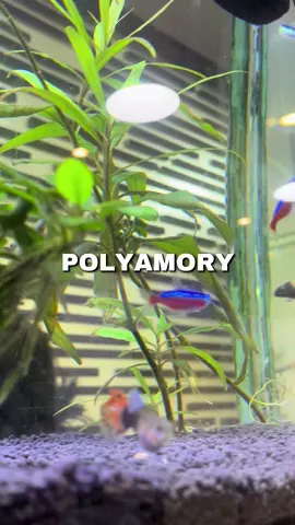 They say there’s plenty of fish in the ocean 🌊 but you can join our community on PACO REVOLUTION APP available on Apple Store and Google Play 📲#nonmonogamy #datingpool #polyamory #polyamorytiktok #humor #viral #datingtips #dating 
