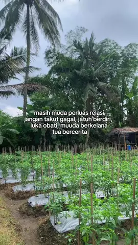 mari bercerita #sorotan #senimanpertanian #sniper #petaniindonesia🇮🇩🇮🇩🇮🇩🌿🌿 #petanimilenial #xybca #petanicabaimagelang #cabaiori212 #cabairawitpedas #cabaikeriting #cabaimerah #cabairawit #cabai #fyppppppppppppppppppppppp #tanikemaki #cabaiasmoro #cabaisniper #auraseed #petanimuda #sorotandunia 
