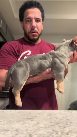 Venus is now 6 months old, she aint gettin no taller. She’s off Tasha Mack to Crown’s best son, Ch Hallmark!  This girl is nuts!!!!!! #dogs #americanbully #exoticbully #breeder #muscle