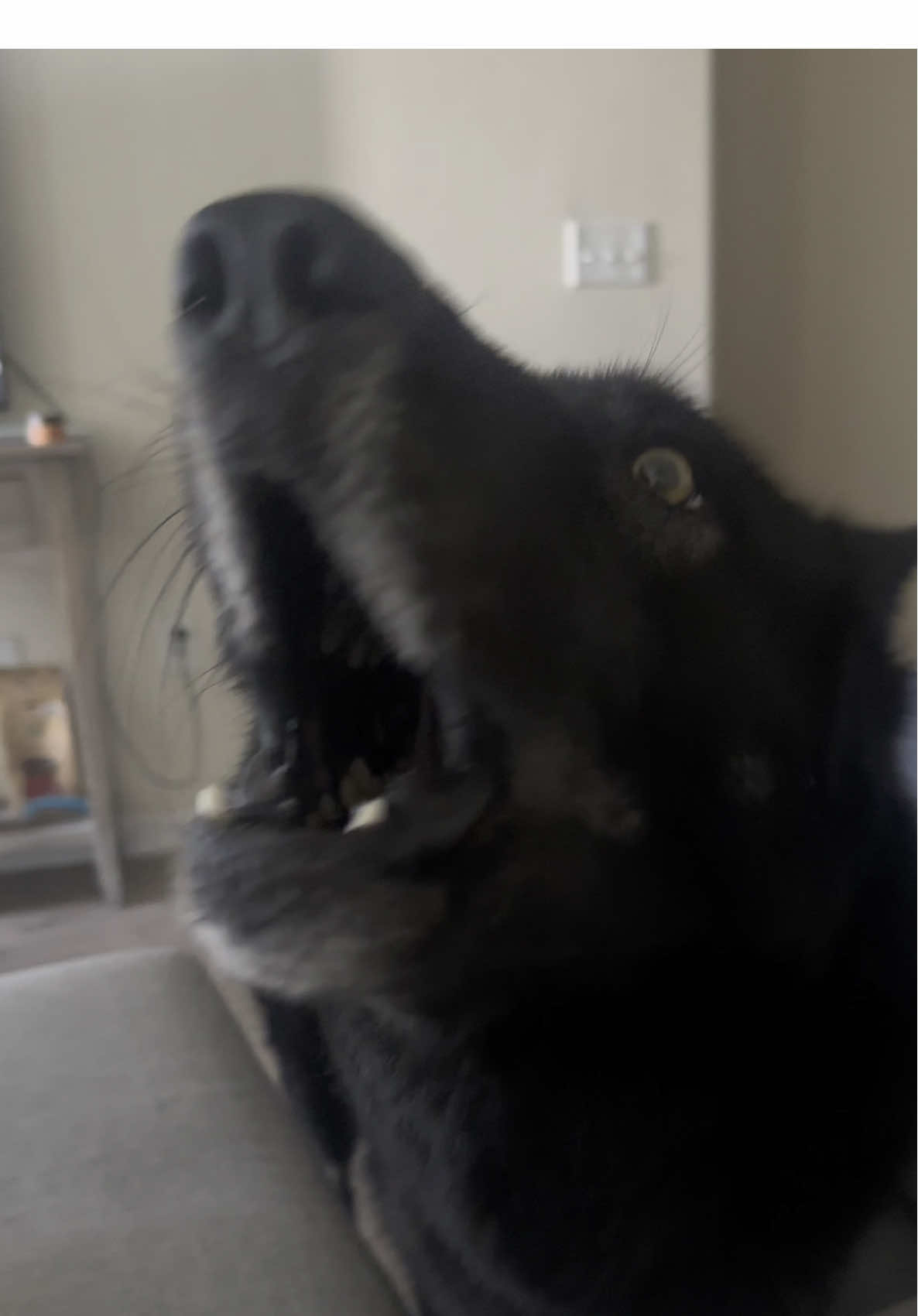It’s very loud #howl #wolf #wild #oh #OhNo #volume #loud #crazy #omg #scary #wolfdog #dogs #dog #pup #puppy #Summer #summervibes #f #funny #comedy #waitforit #look #relatable #real #animal #animals #fy #fyp #viral #puppytiktok #Love #pet #pets #PetsOfTikTok #meme #funnyvideos #Relationship #reaction #yes #no #mix #germanshepherd #husky #mutt #sorry #thankyou #christiantiktok #nice #good #boy #family #club #out #getout #explore #vegas #king #for #foryou #awareness 
