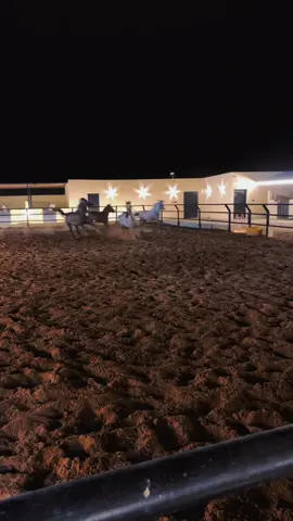 يافاتنة قلبي وين المفرّ!🩶 #ماشاءالله #خيل_وخياله🐎 