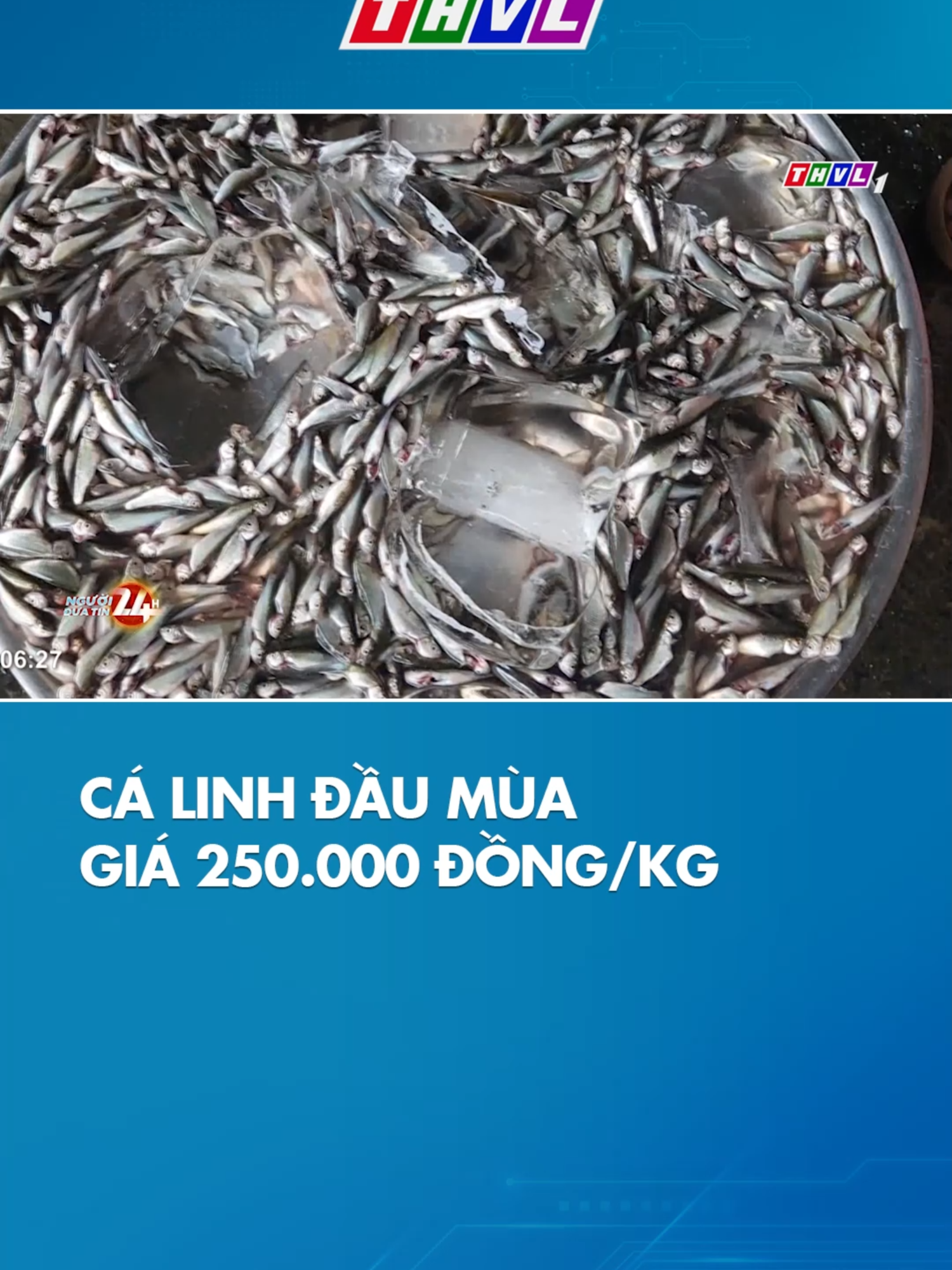 🐟 Cá linh đầu mùa đã về miền Tây! Mỗi năm chỉ có một mùa nước nổi, và chỉ khi đó 🐟 cá linh mới được đánh bắt nhiều. Không chỉ ngon mà còn là đặc sản trứ danh miền Tây! 🔥 Hiện cá linh đầu mùa đã xuất hiện tại các chợ đầu nguồn như Tịnh Biên, Nhà Bàng, Châu Đốc (An Giang), với giá lên đến 250.000đ/kg!  #TikTokNews #TinNong #socialnews #thvl24news #foryoupage #foryou #tinmoi #THVL #nguoiduatin