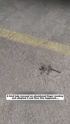 A kind lady rescued an abandoned finger monkey and adopted it and then this happened....#rescue #fingermonkey #animals #Love #lovestory #wildlife 