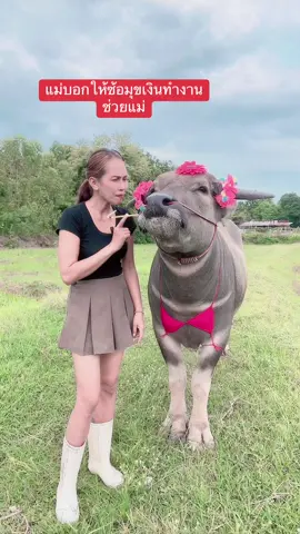 แม่สอนซ้อมุขเงินให้หาเงินชว่ยแม่#น้องควายฉลาดแสนรู้ #dcrfarmควายงามบ้านโคกสูงตําบลยาง #DCRFarm #buffalo 