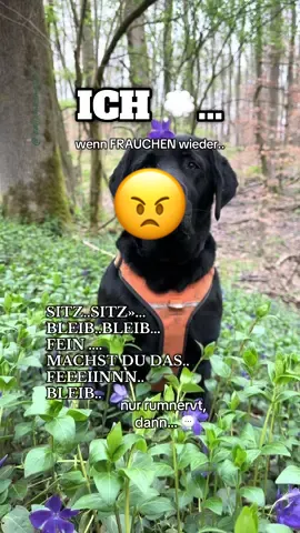 📸 TJA …😂könnte er nur sprechen!, dann würde er mir dieses Ohrwurmlied oftmals singen😅 #hundeauftiktok #dogsoftiktok #hund #dog #spassmusssein #labrador #blacklab #dogoftheday #wahrheit #ohrwurmlied #viral_video #fyp #mrbarnaby #mrbarnabytheblacklab  