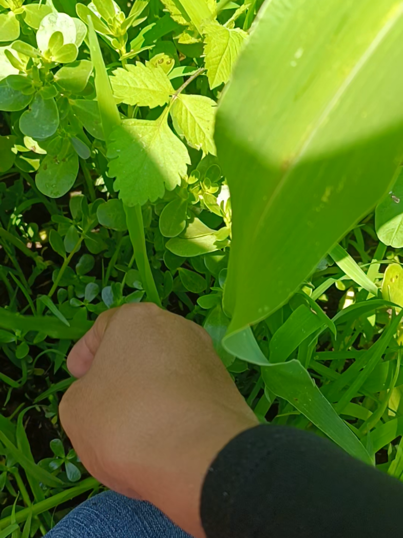 Y a tì te gusta cocinarla???? Cómo la preparas?? 🌱🌱🌱 #verdolagas💚 #ranchohumilde #agroecologia #comidacasera 