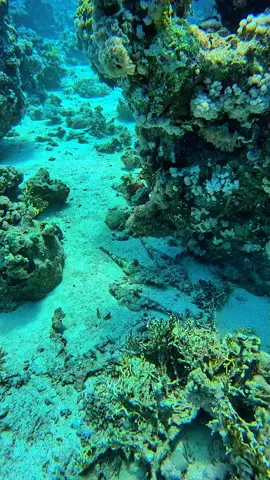 crocodile fish 🐊🐊 #crocodile #diving #sharmelsheikh 