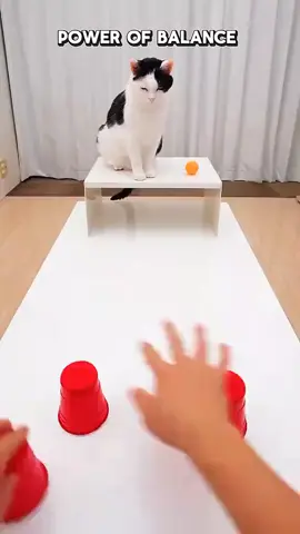 Cat Balance💀