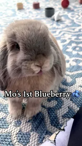 Mo’s 1st Blueberry🫐  *disclaimer: he barely gets these and I know fruits have too much sugar for bunnies to get often. He only had this after 6 months and gets one small piece of fruit weekly if that #bunny #hollandlop #freeroambunny 