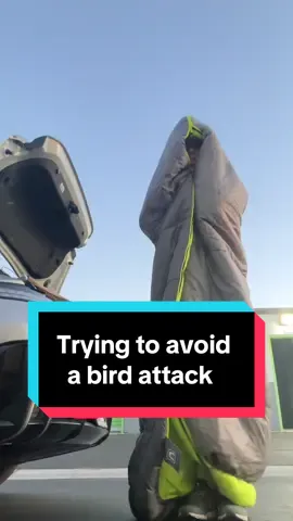 Survival tip: Always bring a sleeping bag to a bird fight #comedy #birds 