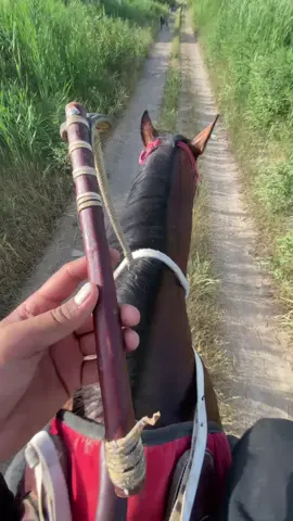 #камчы #камчыбекташиев #кыргызстан🇰🇬 #kyrgyzstan 