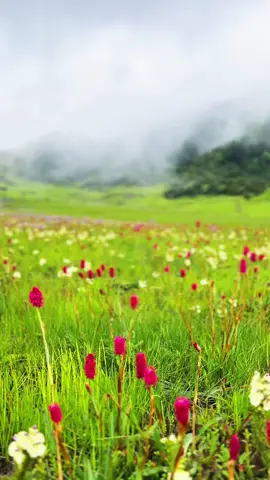 प्रिय फूल ❤️#dhorpatan_hunting_reserve_nepal #nature 