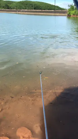 đụng hàng r ae#xuhuonggggggggggggggggg #xuhuong #fyp #cauca #fishing #vahangkhung 