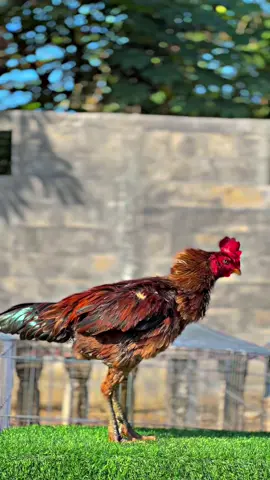 kita ready adik adiknya si “STECU” #CapCut #pamaiq #peternakmuda #fypシ゚viral #mangon #cakarwatangfarm #ayamimport #pamaninja #viraltiktok 