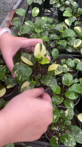 Anubias variegated emersed leaves #thuysinhminhhiep #xhtiktok #caythuysinh #bucephalandra #aquarium #tiktokviral #LearnOnTikTok #fypシ 