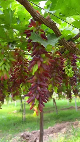 🍇 Come with me to visit the vineyard