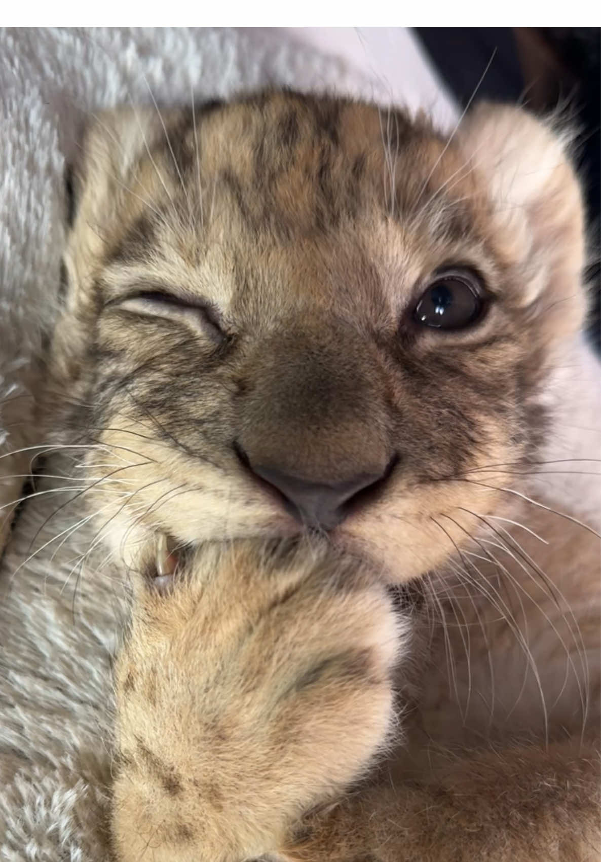 🐾 Seems like you guys love watching me munch on my paws! 🐾 #theglasshouselioncafe #lion #phuket #cute #lionbaby #lioncafe #pet #voyage #fyp 
