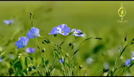 نه په نرګس نه په ګلاب مين يم 