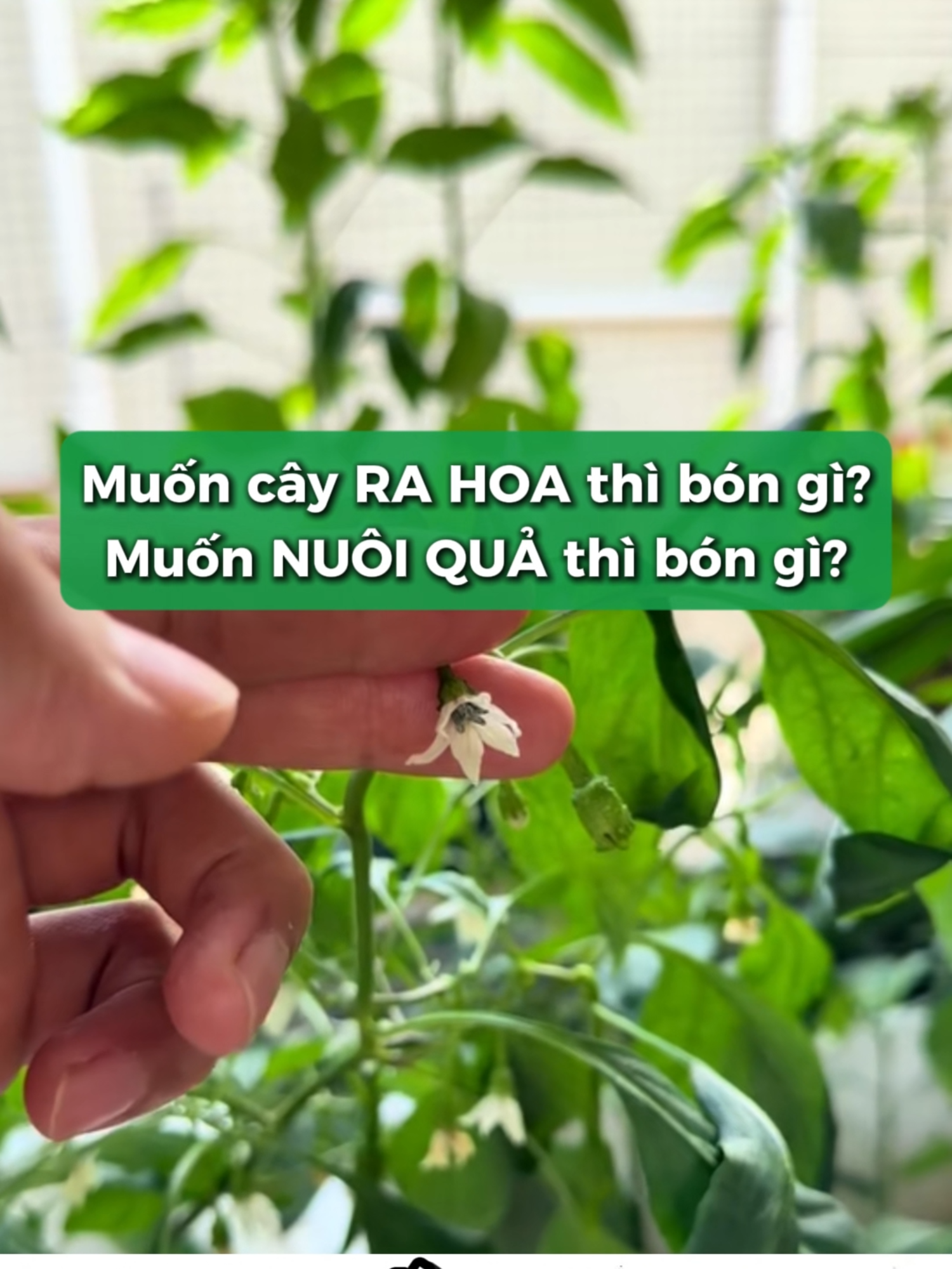 Ra hoa thì bón phân gì? Nuôi quả thì bón phân gì? Cùng Nông Nghiệp Phố tìm hiểu nhé #nongnghieppho #nongnghiep #lamvuon #trongrausanthuong #trongrau #phanhuuco #phanbon