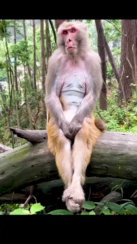 #wildlife #animalsworld #animalslifestyle 