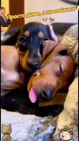 #милі #собачки#вірні#друзі#собачки#🐶🐱🐈🐈‍⬛🐩🐕🦮🐕‍🦺 #рекомендации 