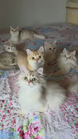 британские золотые котята ❤️ ❤️ ❤️ #katze #longhaircat #kitty #longhaircatsoftiktok #котенок #бабуляЮля 