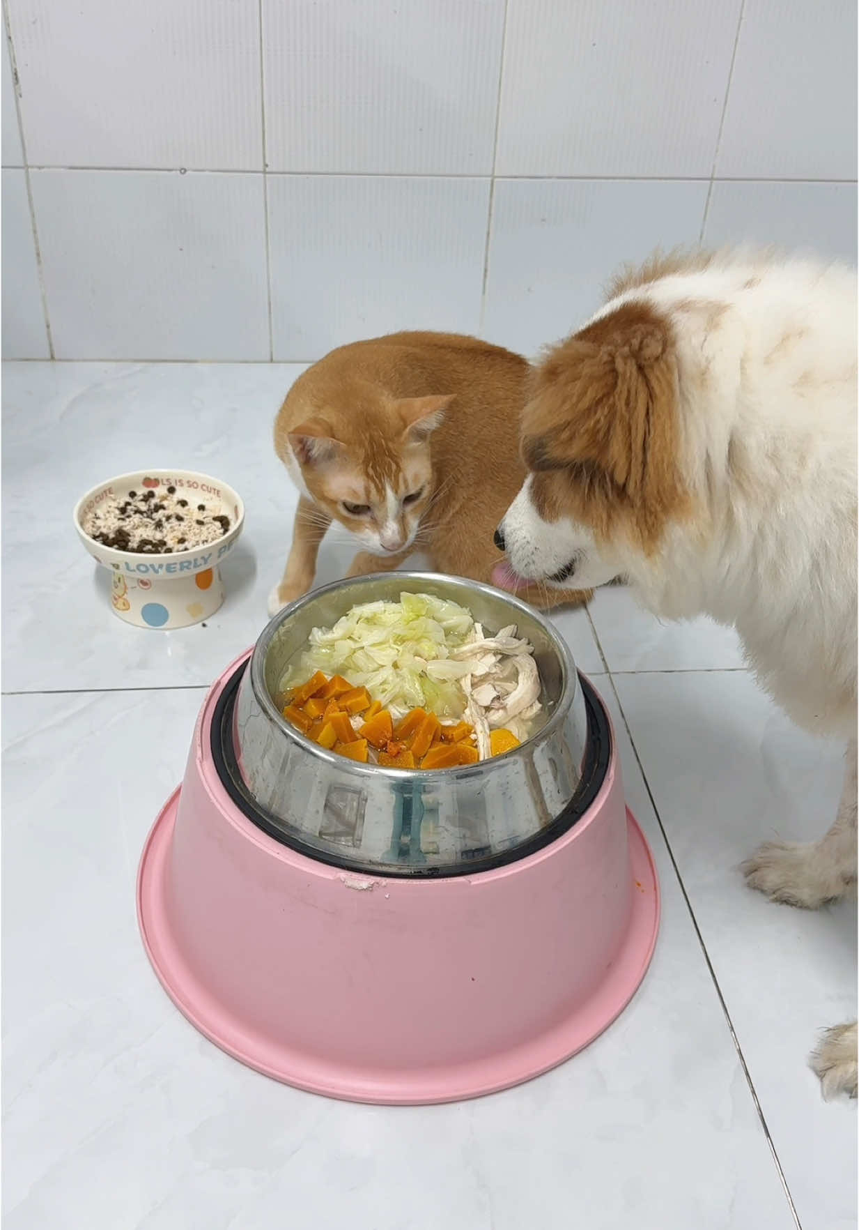 Cũng cho ăn ít lại ròi mà sao cái bộ mình vẫn bành ki 🥲 #vitaminmèo 