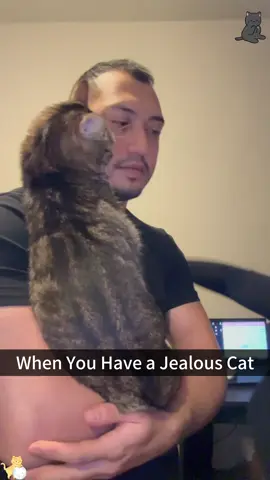 A cat jealousy 😂#funnyvideos #catsoftiktok #catlover #cats #funny #usa_tiktok #foryou 