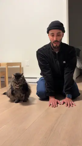 Imitating my cat 🤣👀 #canada #pov #catlovers #catsofttiktok 